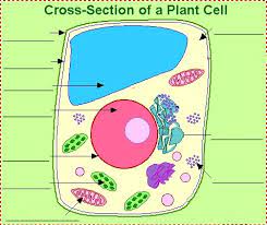 Maybe you would like to learn more about one of these? Label The Plant Cell Diagram Quizlet