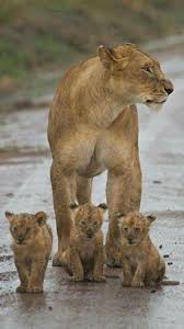 Pela Estrada Fora Animals Beautiful Animals Wild Animals