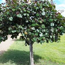 Image result for Hibiscus tiliaceus