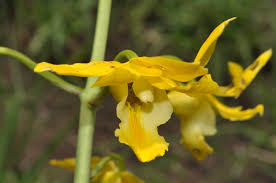 Image result for Eulophia schweinfurthii