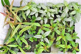 Image result for Floscopa sp.no.1