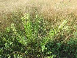 Image result for Alchornea hirtella