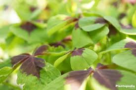 Bring luck to your garden! Growing Shamrock Plant Oxalis Tetraphylla Bulbs How To Plant Care Plantopedia