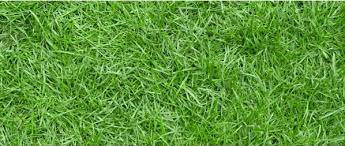 Rumput taman yang hijau dan cantik akan membuat hunianmu tampak asri. Cara Membuat Rumput Jepang Tumbuh Subur Paling Mudah Bennisobekti Com