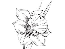 Google Image Result For Https Owips Com Sites Default Files Styles 225x120 Public Clipart Drawn Daf Narcissus Flower Tattoos Daffodil Tattoo Narcissus Tattoo