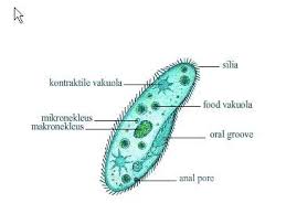 Protozoa Dan Klasifikasi Protozoa Serta Penjelasannya
