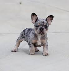 Akc Lilac Merle Tri French Bulldog Puppy Boy Jojo Bulldog Puppies Merle French Bulldog Baby French Bulldog