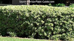 Maybe you would like to learn more about one of these? Variegated Pittisporum