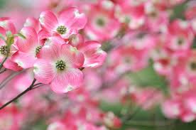 Dogwoods perform best when planted in full sun or light to moderate shade as a specimen tree or in a general landscape plan. Top 8 Native Trees To Plant In New Jersey Trees Unlimited