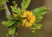 Image result for Acacia tenuispina