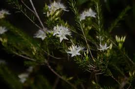 Image result for Tetragonia calycina