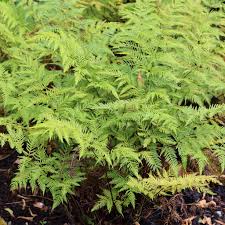 Image result for Pteris friesii