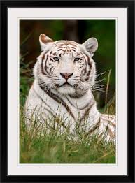 White Tiger In Grass In 2020 Tiger Pictures Majestic Animals Animals Beautiful