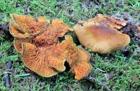 Image result for Pseudopod Ospermum