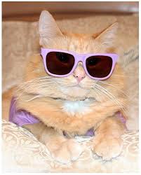 Felix the cat fifa finding dory finding nemo five nights at freddy's fortnite frankenstein friday the 13th friends frozen fruits basket fullmetal alchemist game of thrones ghostbusters ghost in the shell ghost rider gilmore girls godzilla goofy movie goosebumps gravity falls gremlins grumpy cat guardians of the galaxy gudetama guild wars 2 haikyu!! 101 Cats Wearing Sunglasses Cat Sunglasses Funny Cats Cat Glasses