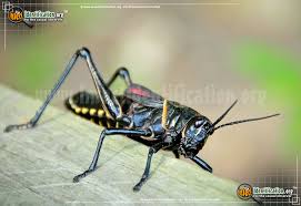 Last fall, mother earth news launched our organic pest control survey to learn more about what works and what doesn't when it comes to limiting insect damage in organic vegetable gardens. Horse Lubber Grasshopper Taeniopoda Eques