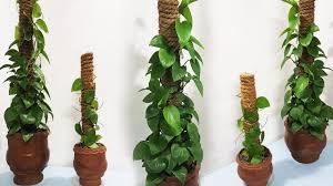 Then, as now, trellises were used to add decorative allure and encourage upward. How To Make Coir Stick For Money Plant Pothos Climbing Stick Coir Stick Making At Home Diy Youtube