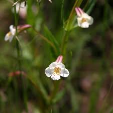 Image result for Mimulus gracilis
