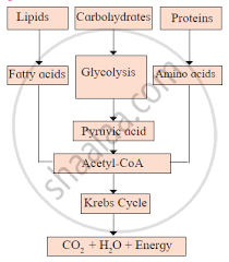 Redraw The Flow Chart With Corrections Explain In Brief The