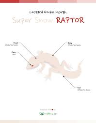 Black And White Leopard Gecko Drawing Leopard Gecko Morph Super Snow Raptor Ribbbit
