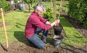 Es gibt kaum schöneres als einen eigenen, gepflegten garten, der dekorativ bepflanzt wurde. Weinreben Pflanzen Mein Schoner Garten
