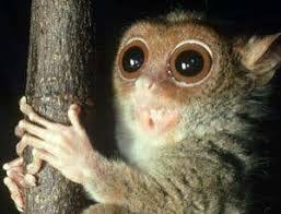 Stabilization has ruined my hobby