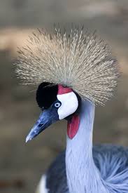 Demoiselle cranes are birds with long hair that stems from behind their eyes and continues down the back of their head. Hd Wallpaper Bird Grey Crowned Crane Headdress Spring Crown Bill Tufts Of Hair Wallpaper Flare