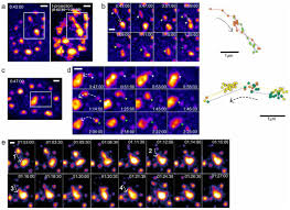 It falls only due to its weight and not any other force. Nuclear Speckle Fusion Via Long Range Directional Motion Regulates The Number And Size Of Speckles Biorxiv