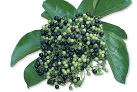 Image result for Premna serratifolia