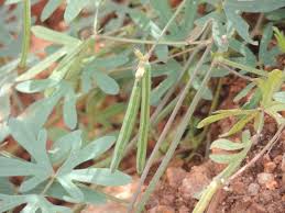 Image result for Vigna hosei