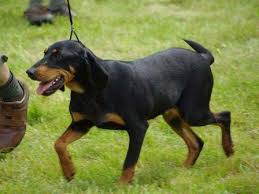 Image result for jurský honič