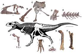 TheNaturalBorn on X: @VilleSinkkonen Awesome job as always, but a common  error when talking about giant carcharodontosaurids, is the misproportion  of the skull, making it much more longer than what it should be. Here the  correct skeletal of Meraxes ...