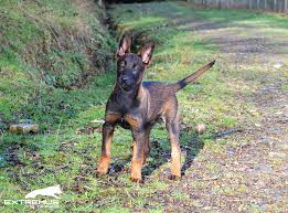 Belgian malinois, you are essentially comparing two working dog breeds. Extremus Belgian And Dutch Shepherd Dogs Belgian Malinois And Dutch Shepherd Breeders Uk