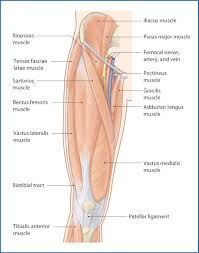 The only muscle of the . Anteromedial Thigh Basicmedical Key