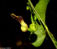 Image result for Aristolochia albida