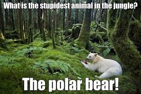 What Is The Stupidest Animal In The Jungle Spirit Bear Kermode Bear Albino Animals