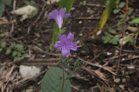 Image result for Grewia rugosifolia