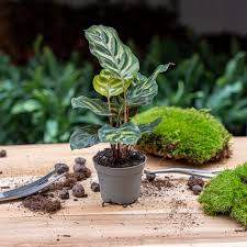 Image result for calathea