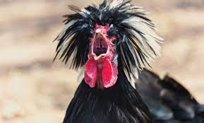 If you happen to have a chicken that makes most of her vocalizations in the morning, you can keep the coop dark (and the inhabitants asleep) until a reasonable hour. Quiet Chickens These Breeds Are Great For Backyards Hobby Farms