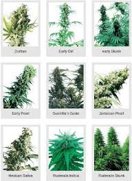 Sensi seeds is the weed seed bank worldwide. Sensi Seeds Picture Catalogue Get The Right Strain To Grow At A Glance