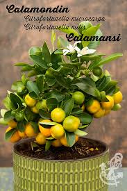 Calamondin plants are not well adapted to the house environment. Calamondin Orange Tree Citrofortunella Microcarpa Citrofortunella Mitis Info And Recipe Ideas Coffee Vanilla