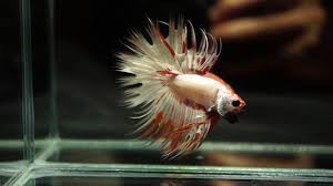 Want to our original review on the. Rare Live Betta Fish Male Demon Orange Platinum King Of King Crowntail 4 Crowns Layers 751 Youtube
