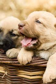 Adorable Group Of Sweet Labrador Puppies Playing Around In Straw An A Farm Yard Labradorretriever Golden Retriever Labrador Labrador Dog Labrador Puppy