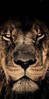 Check spelling or type a new query. Pin De Viralpatel En Animal Photography Fotos De Animales Salvajes Fondos Animales Animales Salvajes