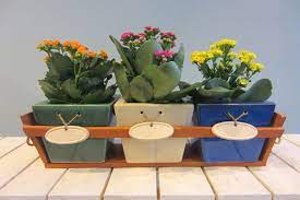 This study lists out the best indoor plants that help clean and purify the air of nasty pollutants like trichloroethylene, benzene, and formaldehyde, yuck! Top 15 Indoor Flowering Plants Livinghours