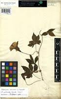 Image result for Ipomoea tenuipes