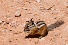 how exactly is a chipmunk different from a squirrel