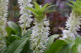 Image result for Eucomis autumnalis
