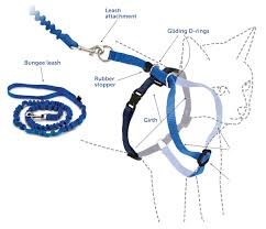 come with me kitty harness and bungee leash by petsafe grp