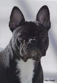 French bulldog puppies for sale. Starlette Frenchies Fine French Bulldogs In Colorado Home Facebook